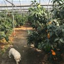 혜윤농장 이미지