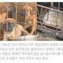 한국에서 음식물쓰레기 어떻게하게? 개한테 먹임~ 이미지