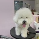 천사 펫하우스 이미지