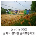 감곡초등학교병설유치원 | 논산 가볼만한곳, 금계국 활짝핀 감곡초등학교
