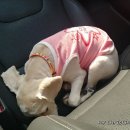 개네마을 이미지