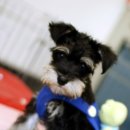 제이 애견 호텔 이미지