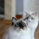 마론도리스(Marondollis) 이미지