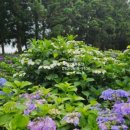 더쎈제주영어교육도시공인중개사사무소 이미지