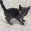 행복한강아지와고양이 이미지