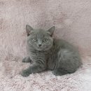 강남고양이분양 러브앤캣 이미지