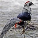 【은계 銀鷄 Lady Amherst's pheasant】 「닭과 비슷하고 등과 꽁지가 은색이기 때문에 붙인 이름」 이미지