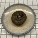 당주제제주오메기떡