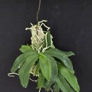 Gastrochilus japonicus 가스트로킬루스 자포니쿠스 이미지