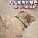 애견친구 | 혜화데이트/ 강아지카페&amp;여자친구가 좋아하는 애견카페 [강아지대학로] 방문후기 , 주차 안내