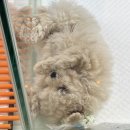 강아지분양 더펫 이미지