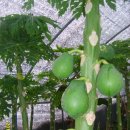 파파야1 이미지