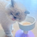 도그도그 | 고양이 식그릇 밥그릇 그램도그 추천 사용 후기