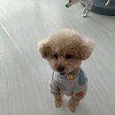 포그니유치원 이미지