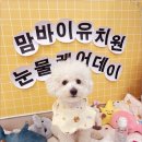 모든애견미용실 이미지