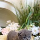 키튼히얼 고양이분양 김포본점 이미지