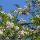 아카시아 이미지