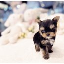 광주강아지분양 고양이분양 24시 데려가개본점 이미지