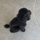 드로잉독 이미지