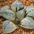 OM 픽타 금 (일명:토토로) 이미지