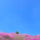 천주산 누리길 | 엄마랑 창원 천주산 등산 후기 | 천주산 정상 진달래 개화 상태