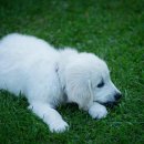 김포씨엘동물의료센터 이미지