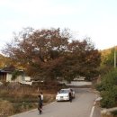 당산나무 Daum카페