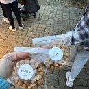 오르트 오란다