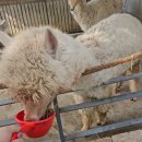 씨유 마장호수유원지점 | 파주 마장호수 애견동반카페 산책로 (철갑상어유원지)