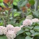 꽃과나무(Flower tree) 이미지