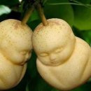 대란과일 이미지