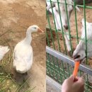 산너머그집꿀