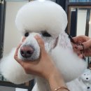 (단기)반려동물미용사(자격증)_주말 이미지