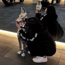 크레이지독스짐 이미지