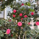 강원특별자치도청매점 | 춘천 강원도립화목원 4월 초에 다녀온 후기