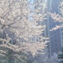 장안웃길 이미지