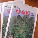 시금치씨앗 이미지