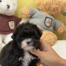 퍼피멍멍 | 창원 애견 분양 퍼피어스 솔직한 후기에요