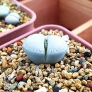 아미코 이미지