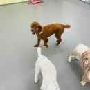 딩동댕치원 | 부산애견유치원 [딩동댕치원]에서 호화로운 하루 보낸 쪼꼬♥
