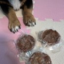 복실애견 | 강아지 수제간식 추천 노견간식 기호성 좋은 건강한 펫푸드! 복실방앗간 캥거루 떡갈비 화식 대만족 후기