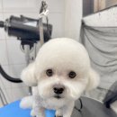 꿈꾸는 댕 이미지