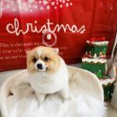 더 펫 애견샵 이미지