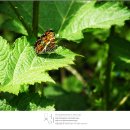 금산-13 Daum카페