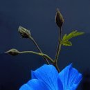 사랑의 대화 이미지