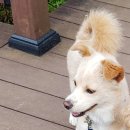 강아지 대공원 이미지