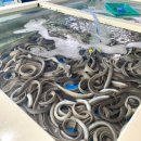 해수바다이야기 이미지