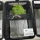 배산로 | 익산 파충류샵 크레그래 방문 후기