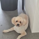 도그도담 이미지