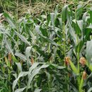 안보1리 이미지